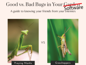 features and bugs