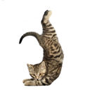 stretch cat slack emoji